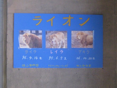 ライオン旭山動物園１