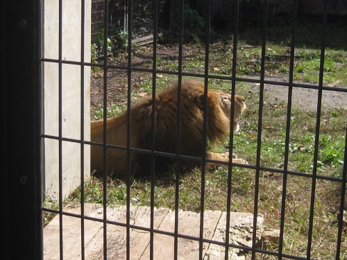 ライオン旭山動物園５