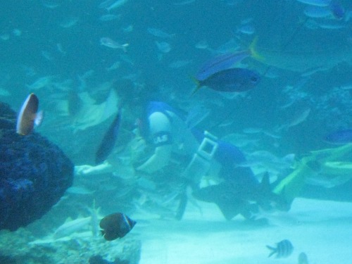 ダイバー・サンシャイン水族館１