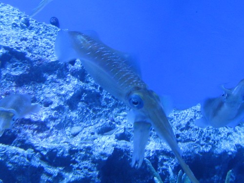 アオリイカ１・サンシャイン水族館
