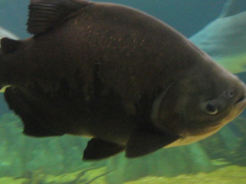 魚動物サンシャン水族館７