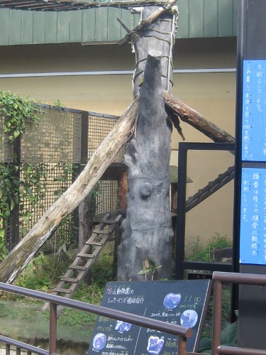 レッサーパンダ・旭山動物園１