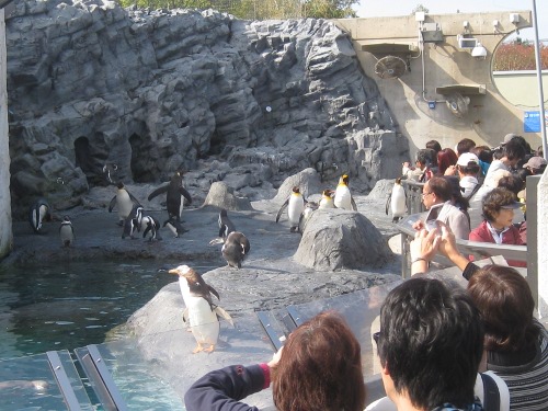 ペンギン旭山動物園１