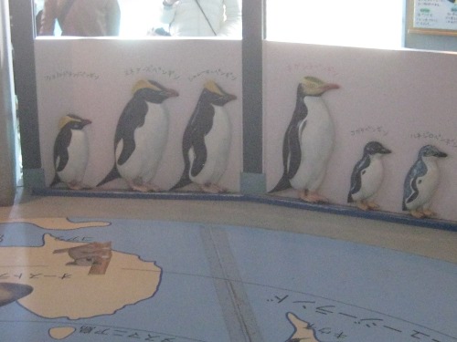 ペンギン旭山動物園１０