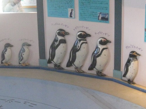 ペンギン旭山動物園１１