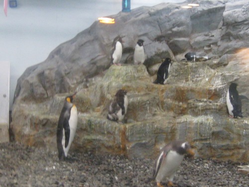 ペンギン旭山動物園１２