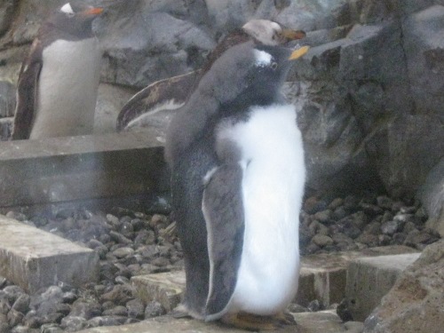 ペンギン旭山動物園１３