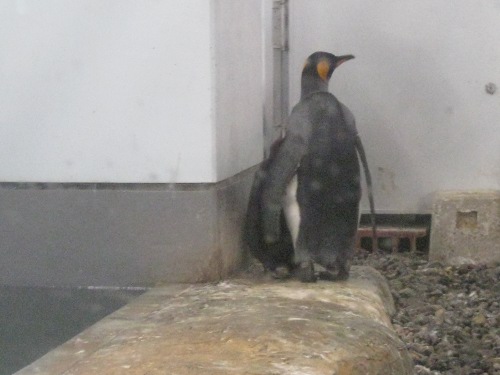 ペンギン旭山動物園１４