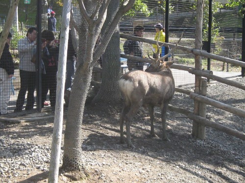 エゾ鹿・旭山動物園３